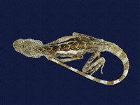 藏品(斯文豪氏攀蜥)的圖片